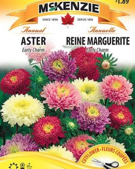 ASTER EARLY CHARM