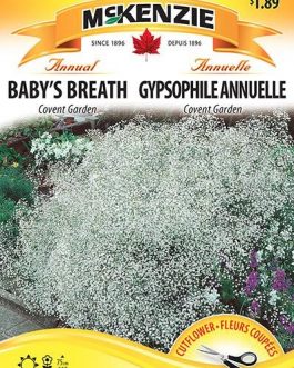 BABY’S BREATH GYPSOPHILA