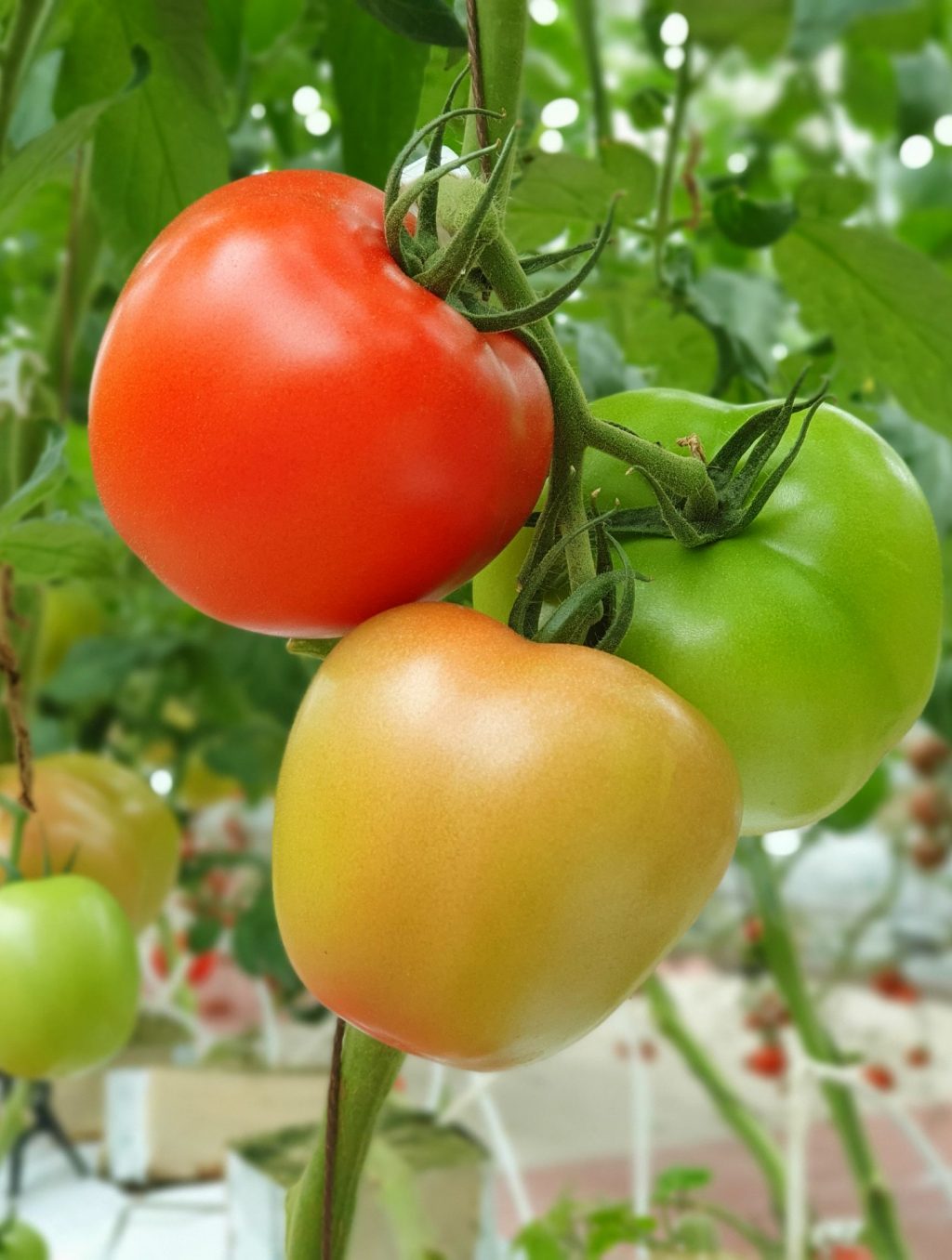 Tomatoes,Of,Different,Colors,By,The,Process,Of,Ripening,In